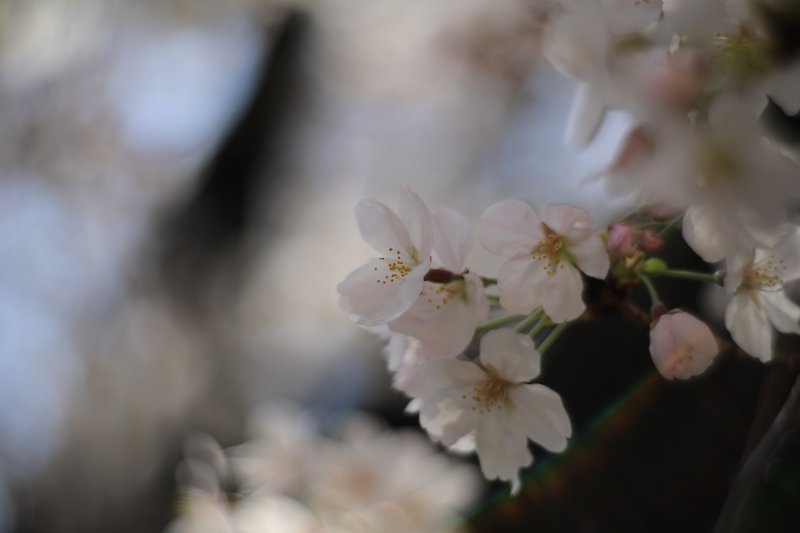 f:id:Rider_Hide:20180328215833j:plain f:id:Rider_Hide:20180328215833j:plain