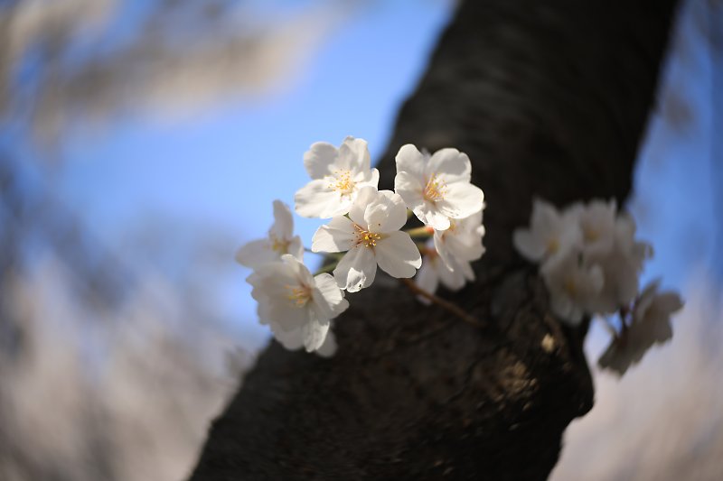 f:id:Rider_Hide:20180328220218j:plain f:id:Rider_Hide:20180328220218j:plain