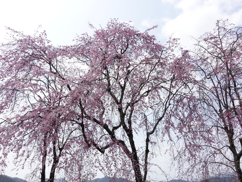 f:id:Rider_Hide:20180401165736j:plain f:id:Rider_Hide:20180401165736j:plain