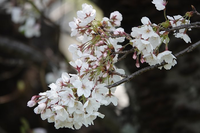 f:id:Rider_Hide:20190406203053j:plain f:id:Rider_Hide:20190406203053j:plain