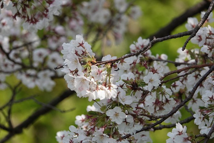 f:id:Rider_Hide:20190406203057j:plain f:id:Rider_Hide:20190406203057j:plain