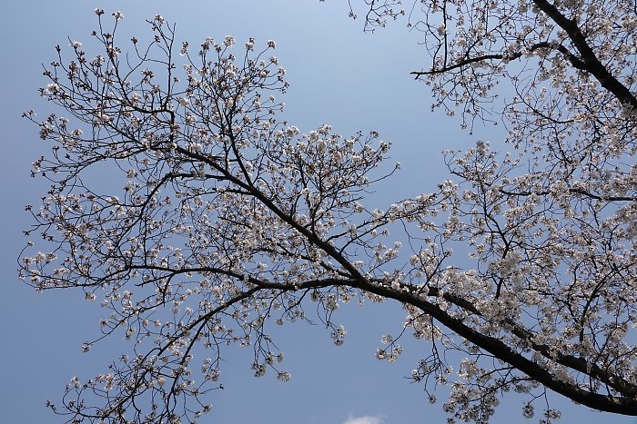 f:id:Rider_Hide:20190406203113j:plain f:id:Rider_Hide:20190406203113j:plain