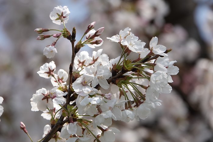 f:id:Rider_Hide:20190406203126j:plain f:id:Rider_Hide:20190406203126j:plain