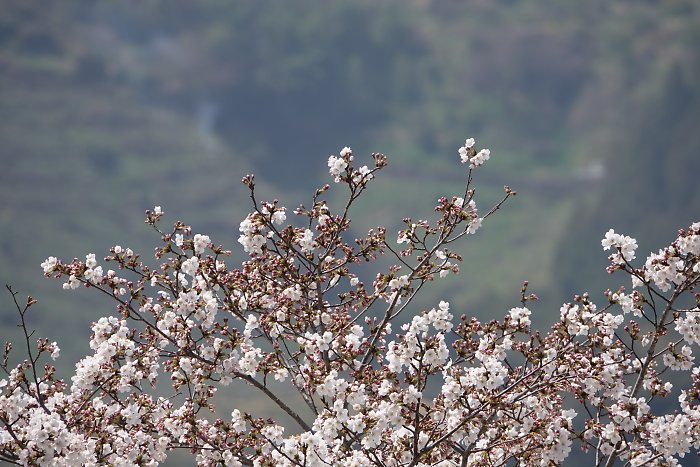 f:id:Rider_Hide:20190406203304j:plain f:id:Rider_Hide:20190406203304j:plain