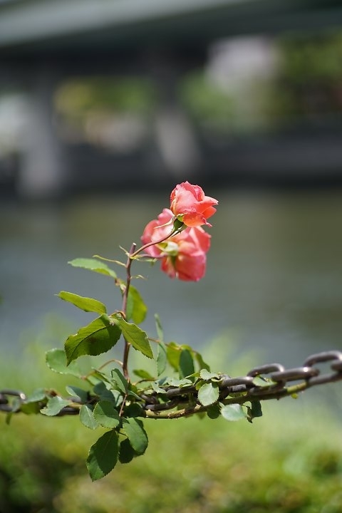 f:id:Rider_Hide:20190519210449j:plain f:id:Rider_Hide:20190519210449j:plain