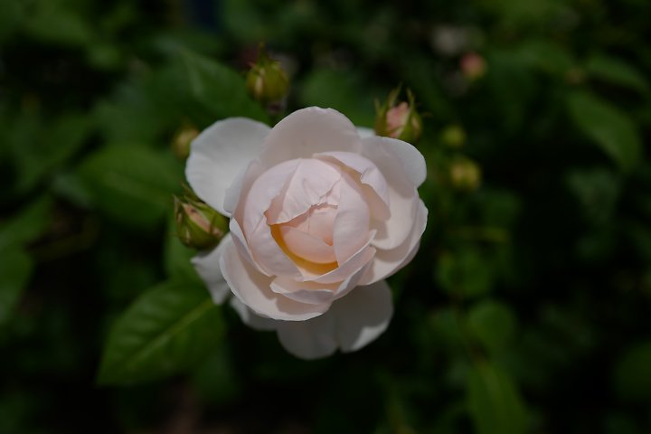 f:id:Rider_Hide:20190519210931j:plain f:id:Rider_Hide:20190519210931j:plain