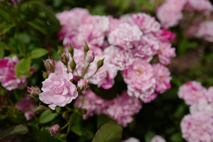 f:id:Rider_Hide:20190519210938j:plain f:id:Rider_Hide:20190519210938j:plain