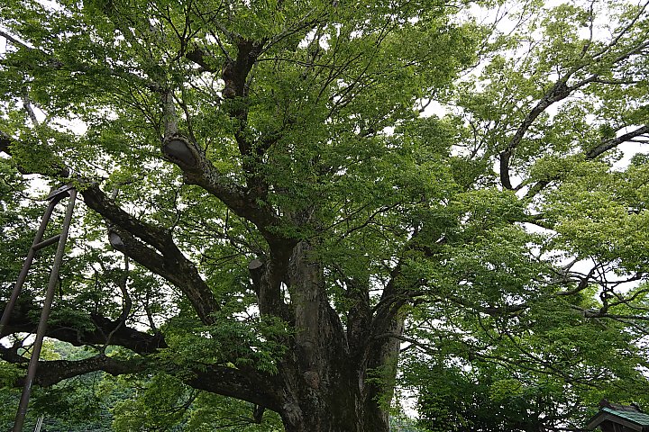 f:id:Rider_Hide:20190707182133j:plain f:id:Rider_Hide:20190707182133j:plain