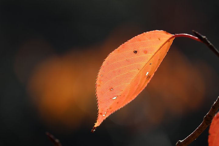 f:id:Rider_Hide:20191123183929j:plain f:id:Rider_Hide:20191123183929j:plain