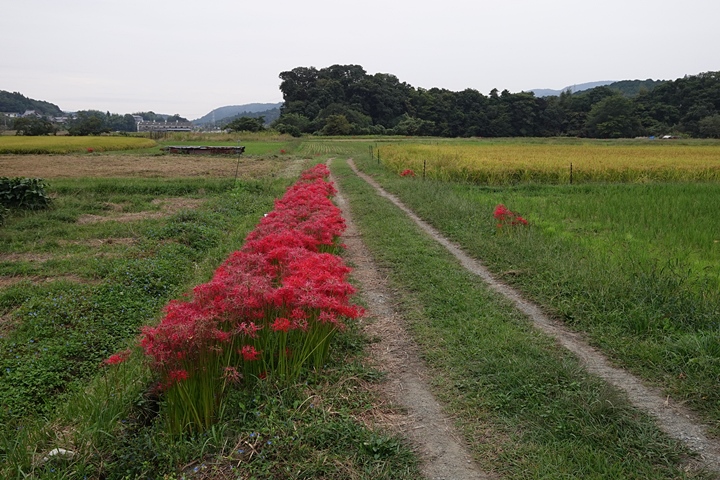 f:id:Rider_Hide:20201004184203j:plain f:id:Rider_Hide:20201004184203j:plain