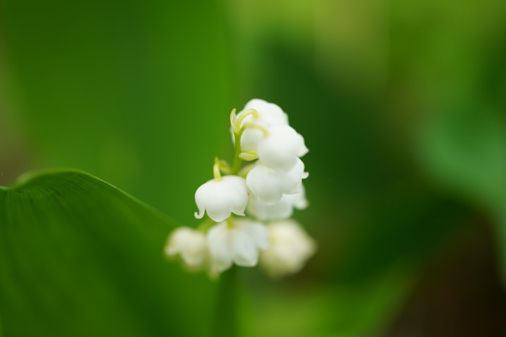 f:id:Rider_Hide:20210514210944j:plain