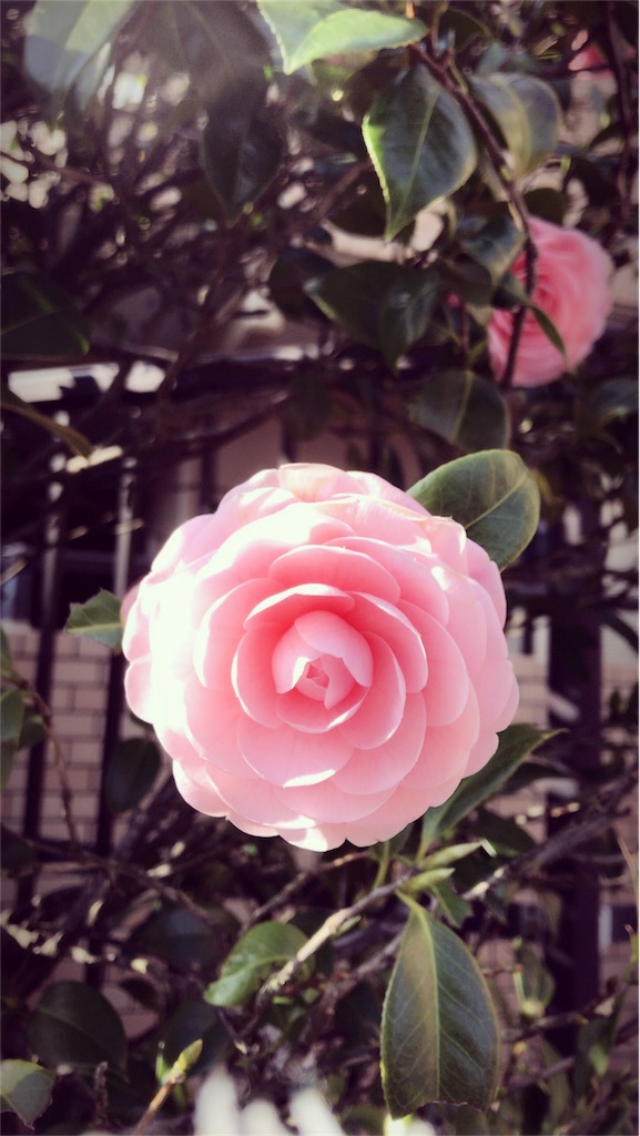 f:id:Riisflower:20170406223629j:image f:id:Riisflower:20170406223629j:image