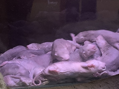 令和初の上野動物園 シャンシャンだけでなく 今注目のハダカデバネズミを見よう Rikitan3776 S Diary 令和初の上野動物園 シャンシャンだけでなく 今注目のハダカデバネズミを見よう Rikitan3776 S Diary