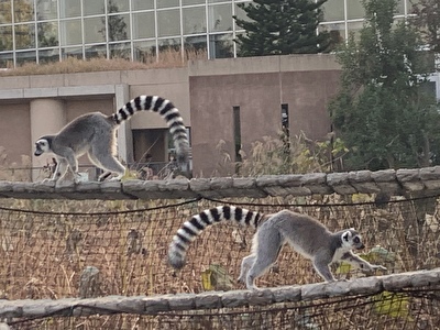 令和初の上野動物園 シャンシャンだけでなく 今注目のハダカデバネズミを見よう Rikitan3776 S Diary 令和初の上野動物園 シャンシャンだけでなく 今注目のハダカデバネズミを見よう Rikitan3776 S Diary