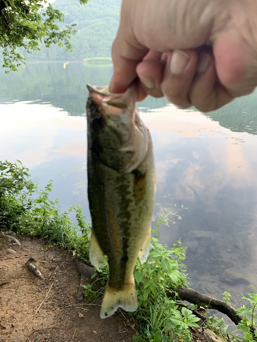 スモールマウスバスとは 人気 最新記事を集めました はてな