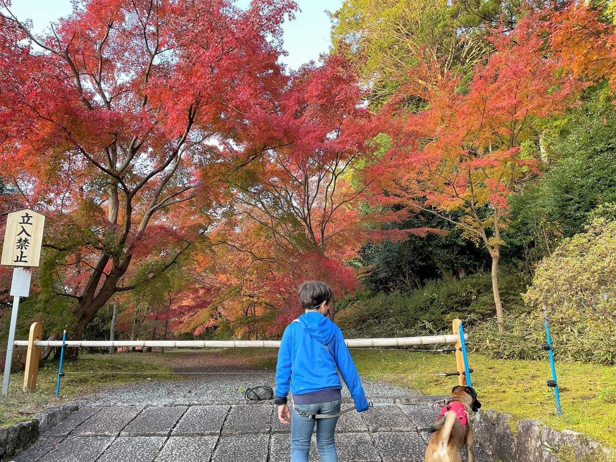 f:id:Rin-taro:20211122211132j:plain