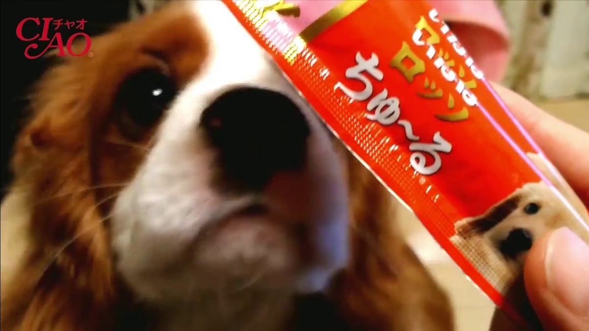 みんなでチャオちゅ るキャバリア編 動画募集 キャバリアりんちゃんねるの裏側