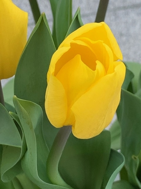 f:id:Rino_2018:20210320075742j:plain