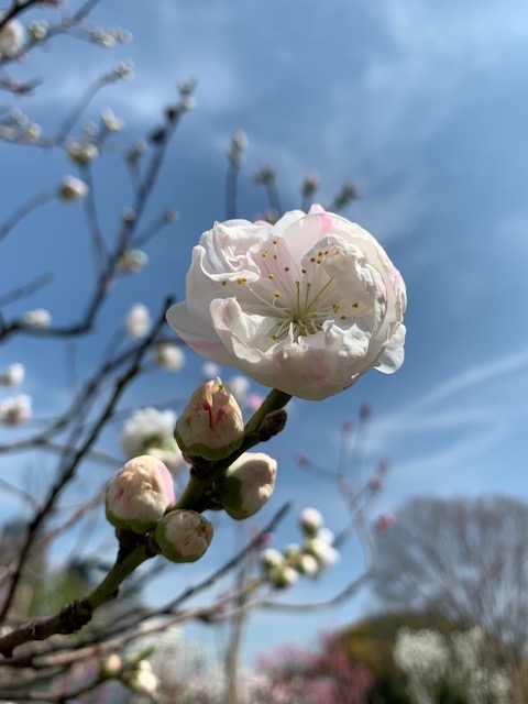 f:id:Rino_2018:20210327162354j:plain