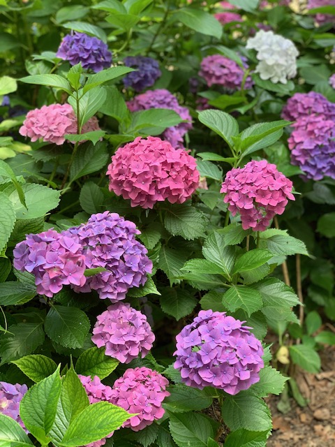 f:id:Rino_2018:20210608205913j:plain