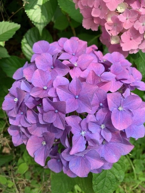 f:id:Rino_2018:20210608205949j:plain