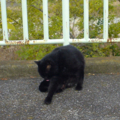 [Cat]