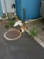 [Cat]
