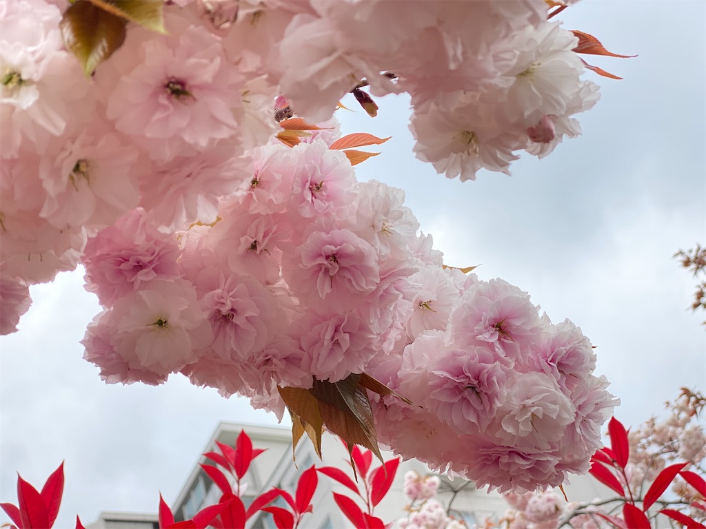 f:id:Rira01:20200412210018j:image f:id:Rira01:20200412210018j:image