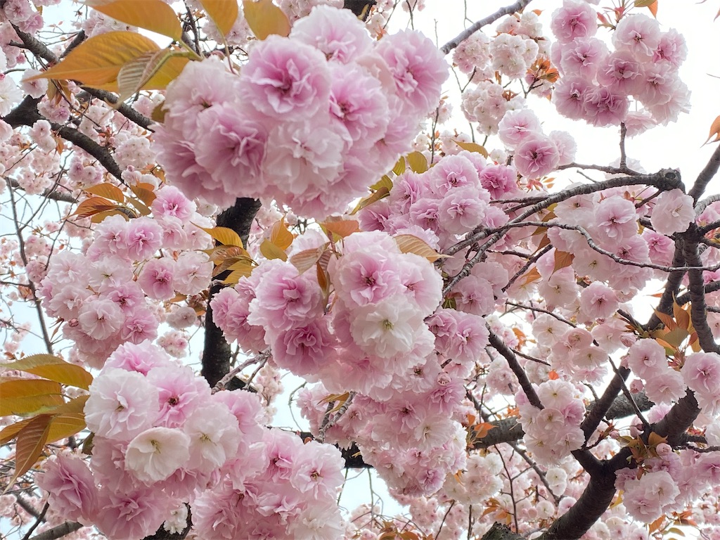 f:id:Rira01:20200412210024j:image f:id:Rira01:20200412210024j:image