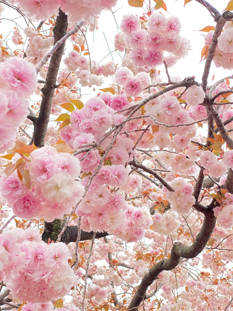 f:id:Rira01:20200412210045j:image f:id:Rira01:20200412210045j:image