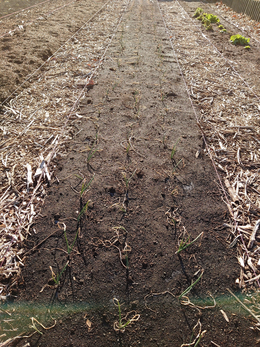 f:id:RitsGreen:20220123122713p:plain