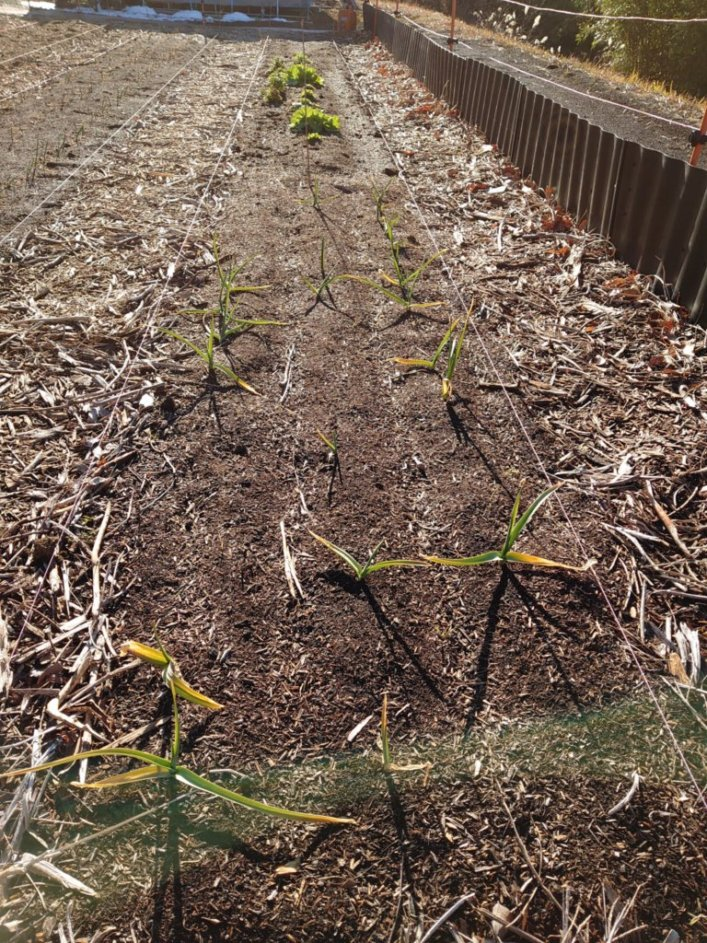 f:id:RitsGreen:20220123122936p:plain