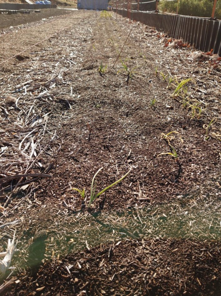 f:id:RitsGreen:20220123124058p:plain