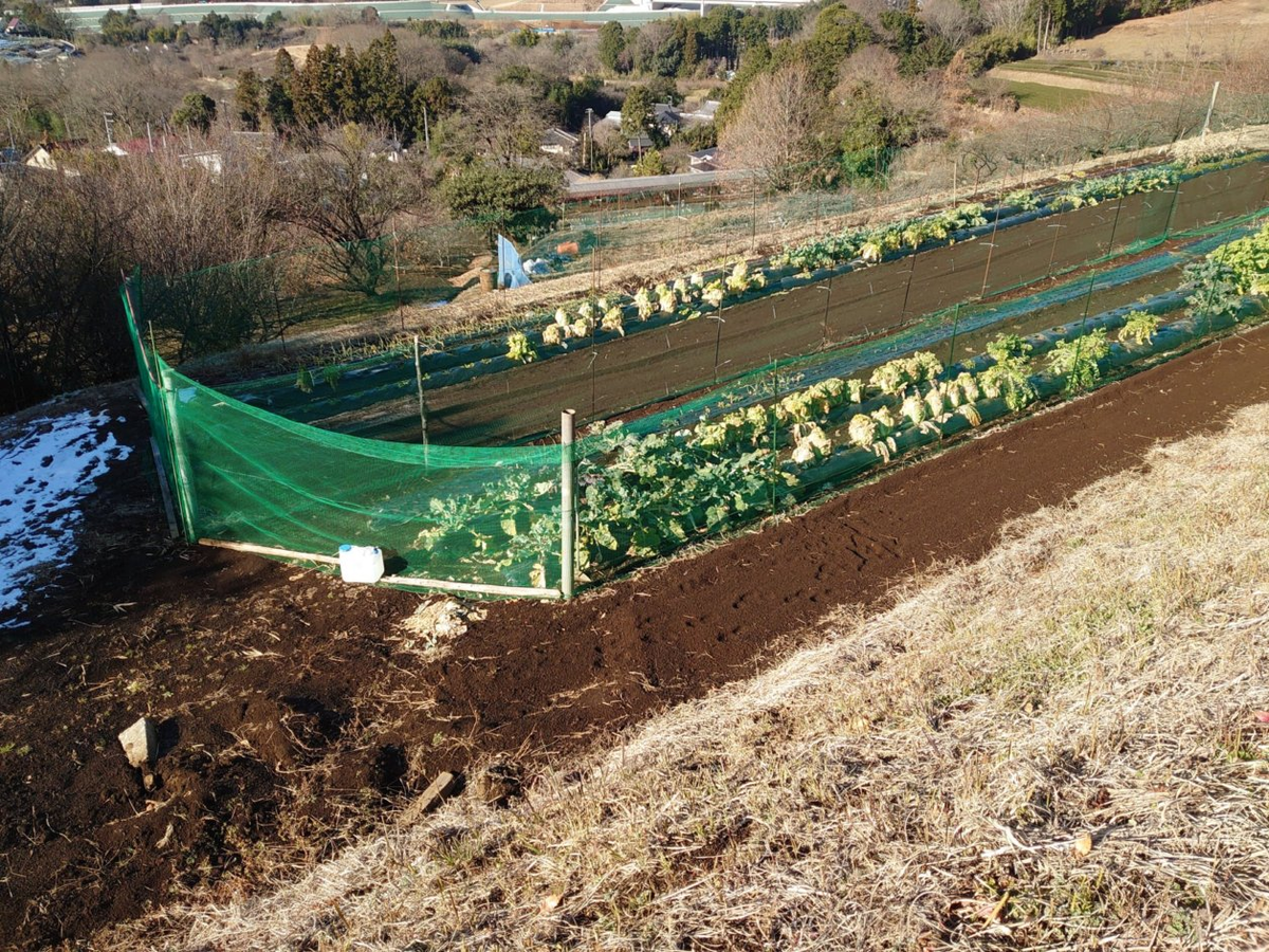 f:id:RitsGreen:20220123130308p:plain