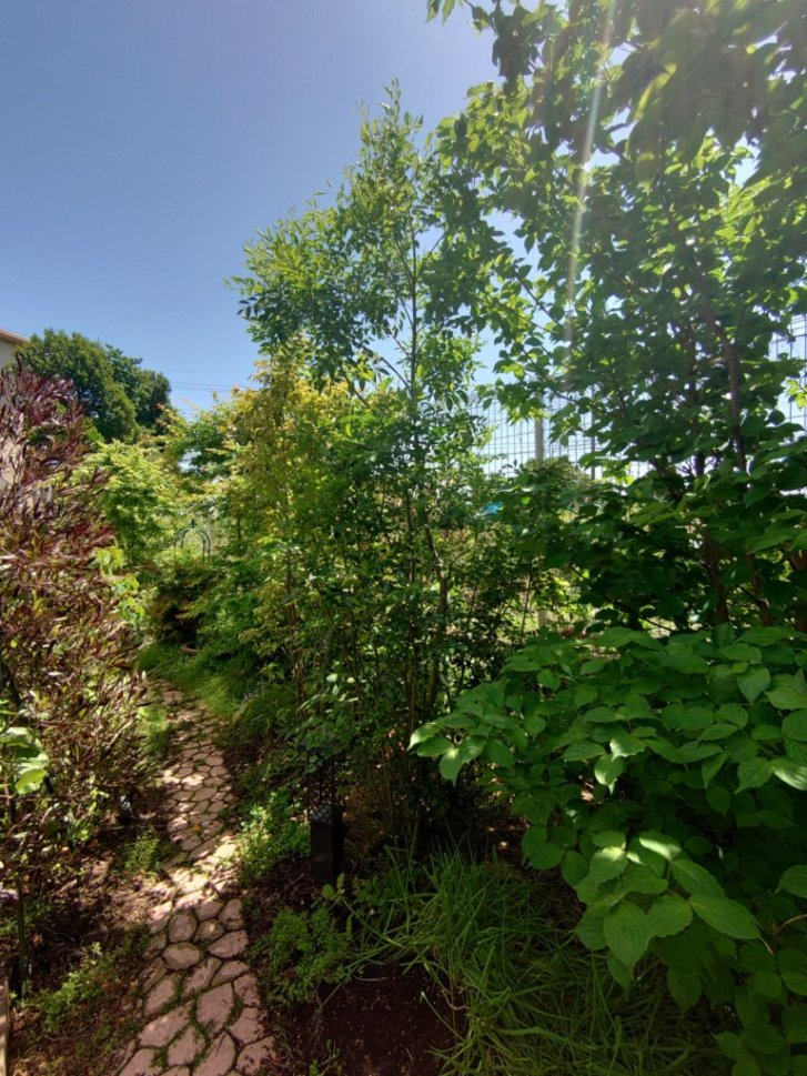 超簡単シマトネリコの切り戻し強剪定管理 庭ツク