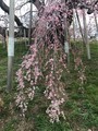 滝桜、花見山