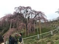 滝桜、花見山