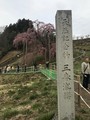 滝桜、花見山