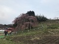 滝桜、花見山