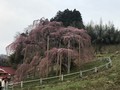 滝桜、花見山