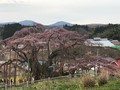 滝桜、花見山