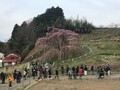 滝桜、花見山