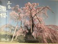 滝桜、花見山