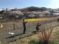 滝桜、花見山