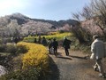 滝桜、花見山