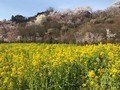 滝桜、花見山