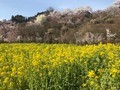 滝桜、花見山