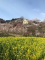 滝桜、花見山