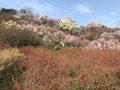 滝桜、花見山