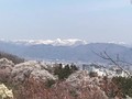 滝桜、花見山